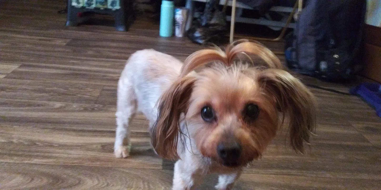 Lost dog in Lithonia, GA, 30058