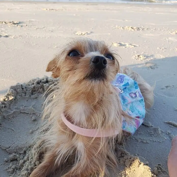 Lost dog in Virginia Beach, VA, 23462
