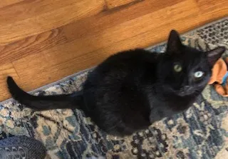 Lost cat in Cordova, TN, 38018