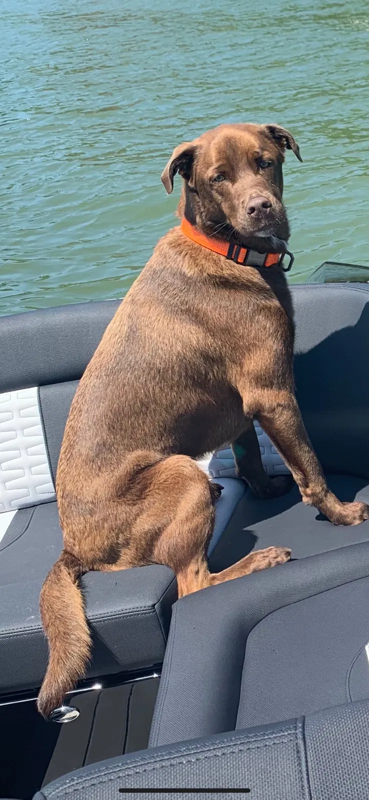 Lost dog in Harrison, TN, 37341