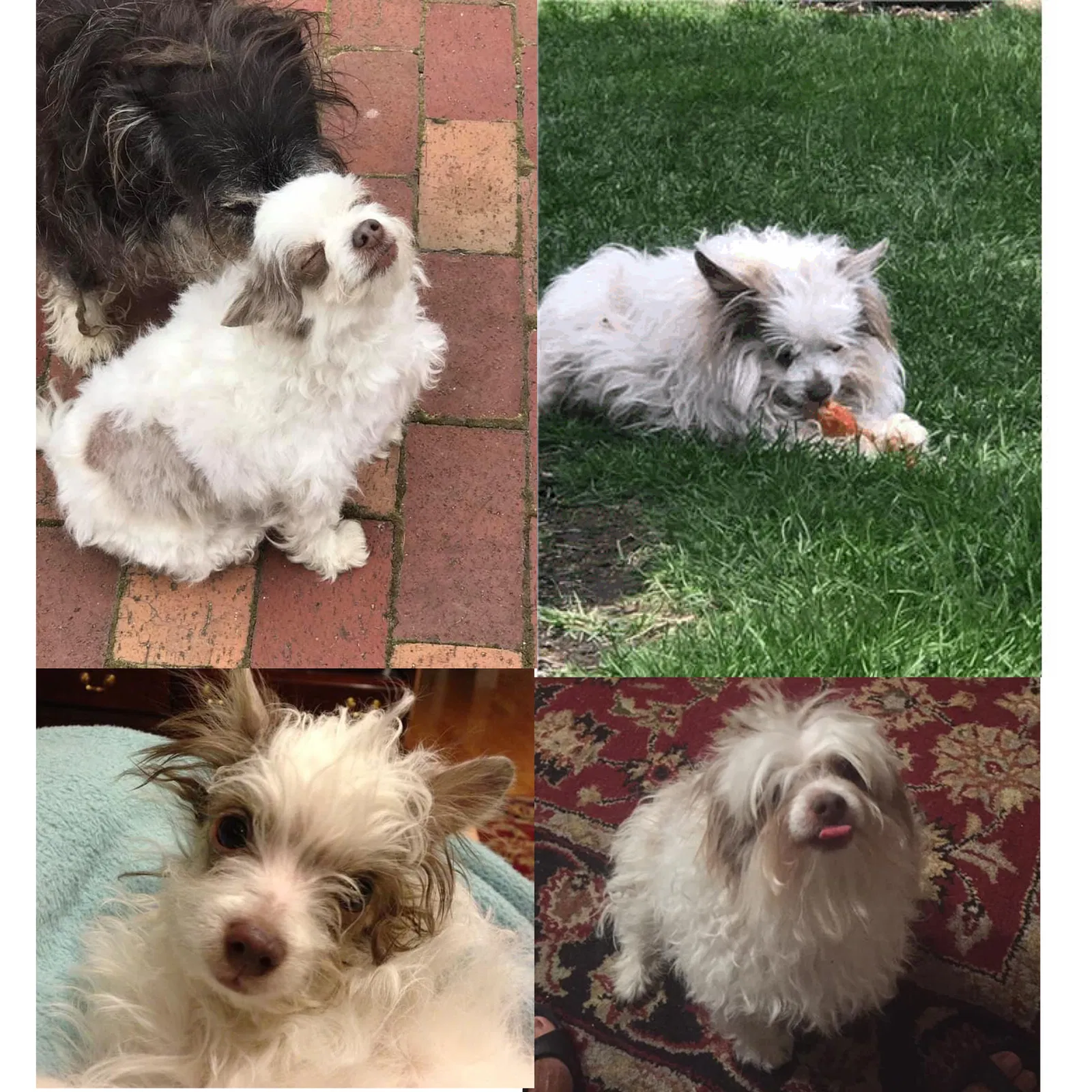Lost dog in Chicago, IL, 60638