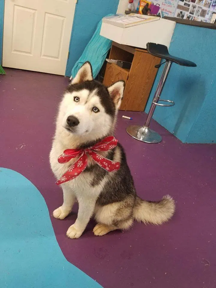 Lost dog in Caldwell, ID, 83607