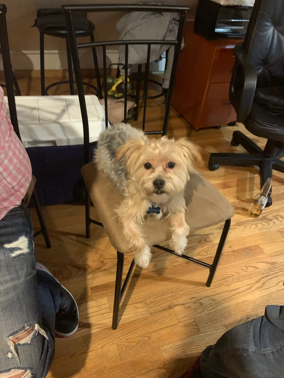 Lost dog in Bridgeport, CT, 6606
