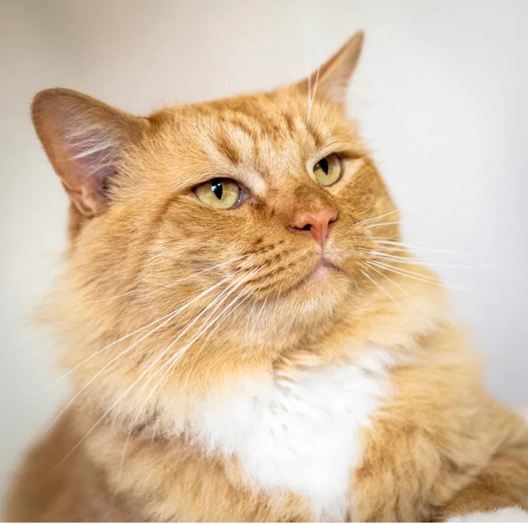 Lost cat in Los Lunas, NM, 87031