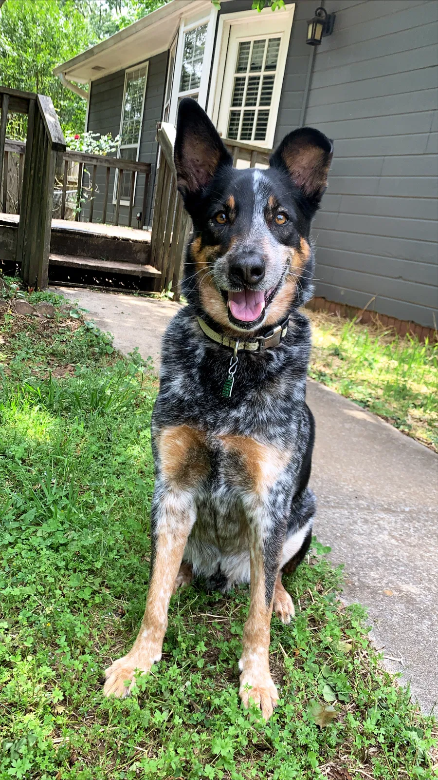 Lost dog in Pleasant Grove, AL, 35127