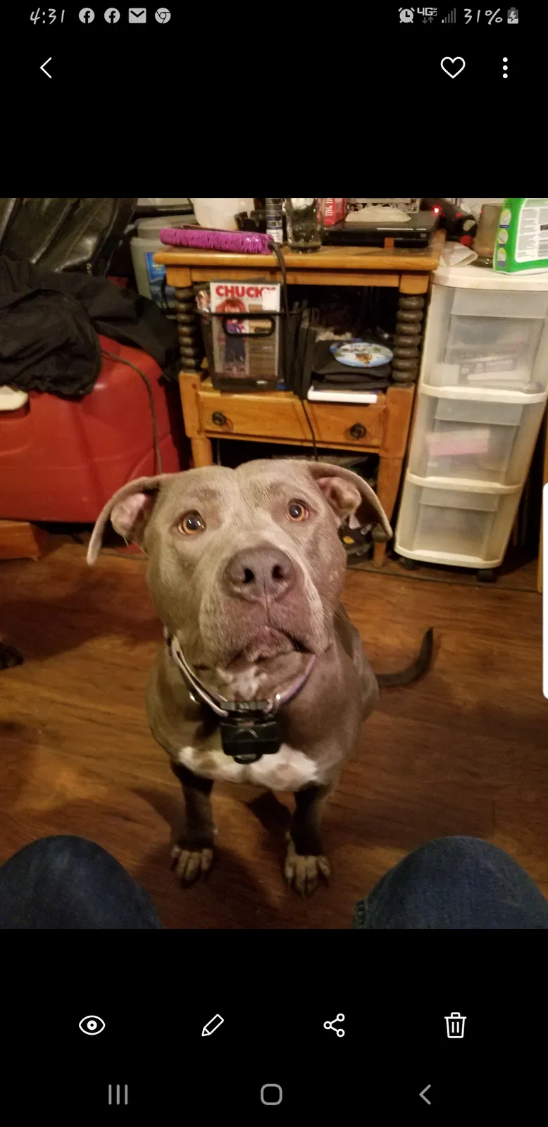 Lost dog in Oxford, NC, 27565
