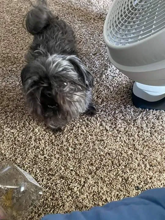 Lost dog in Fresno, CA, 93706