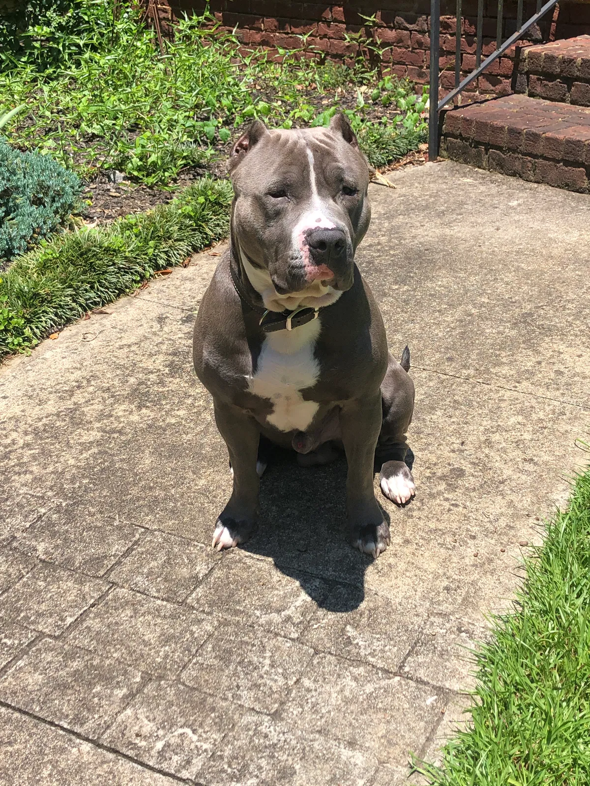 Lost dog in Columbia, SC, 29201