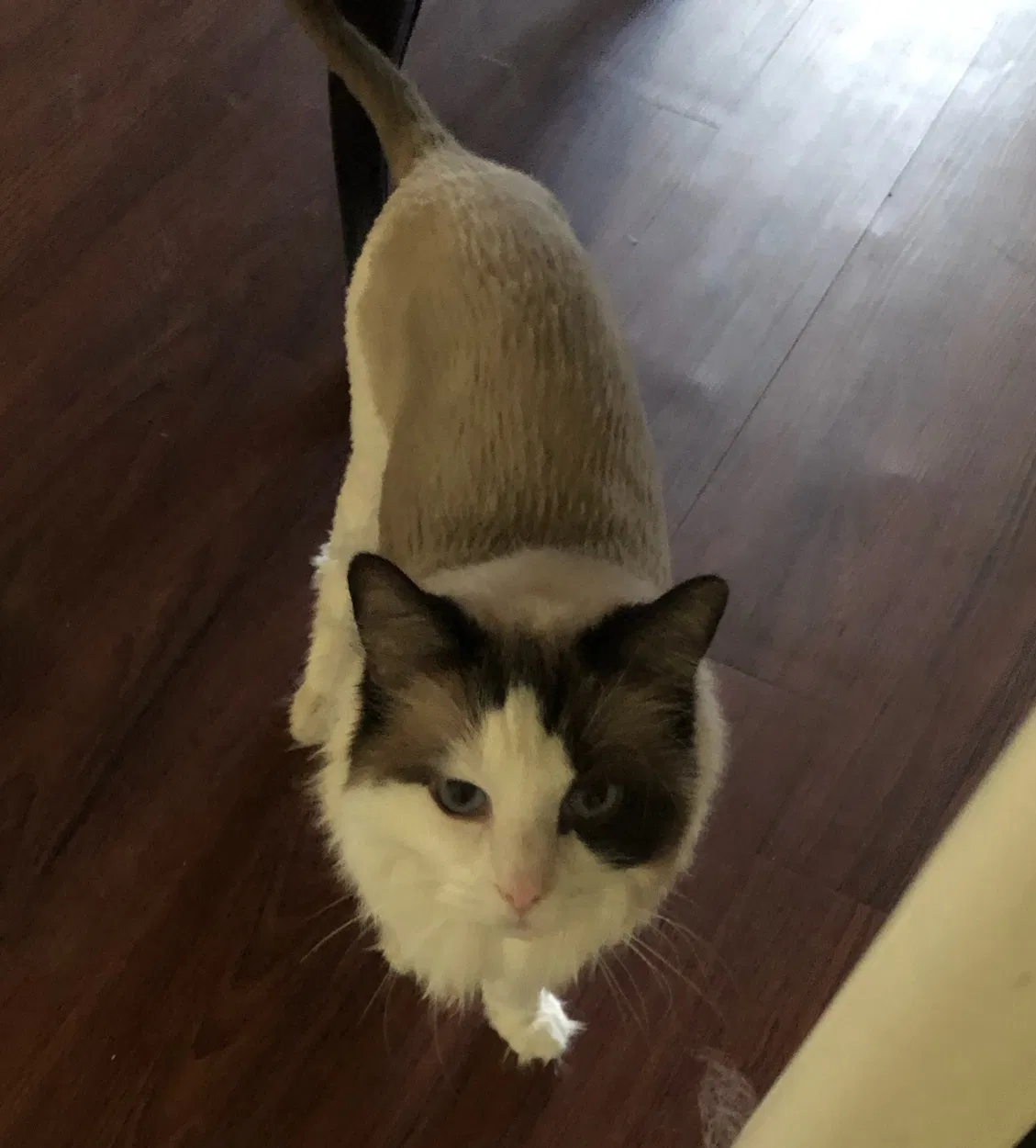 Lost cat in Aliso Viejo, CA, 92656