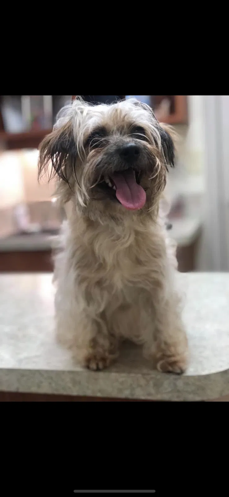 Lost dog in Charlotte, NC, 28226