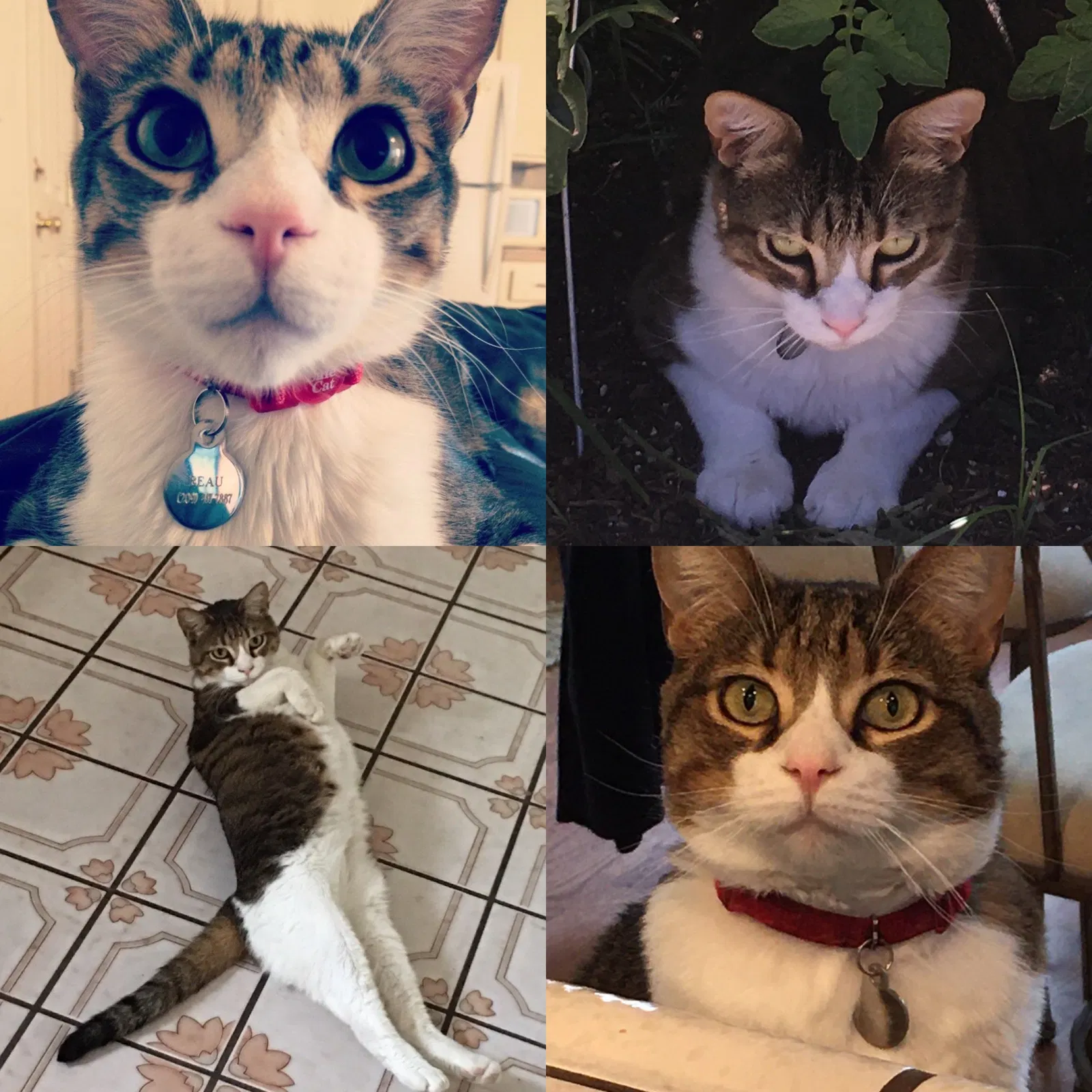 Lost cat in Turlock, CA, 95382