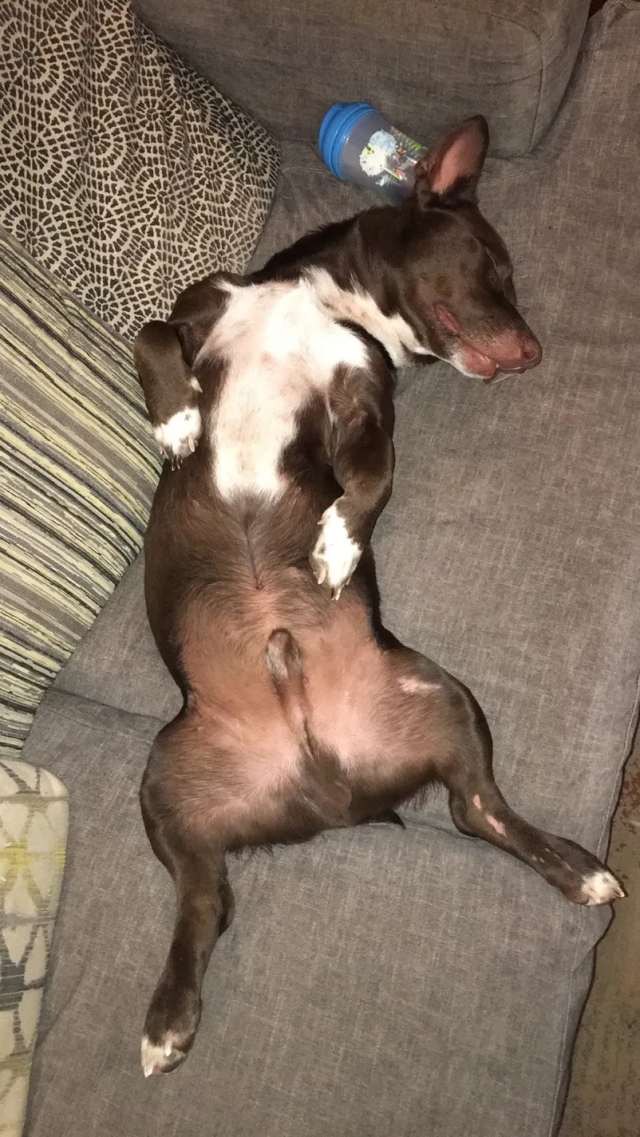 Lost dog in Wilmer, AL, 36587