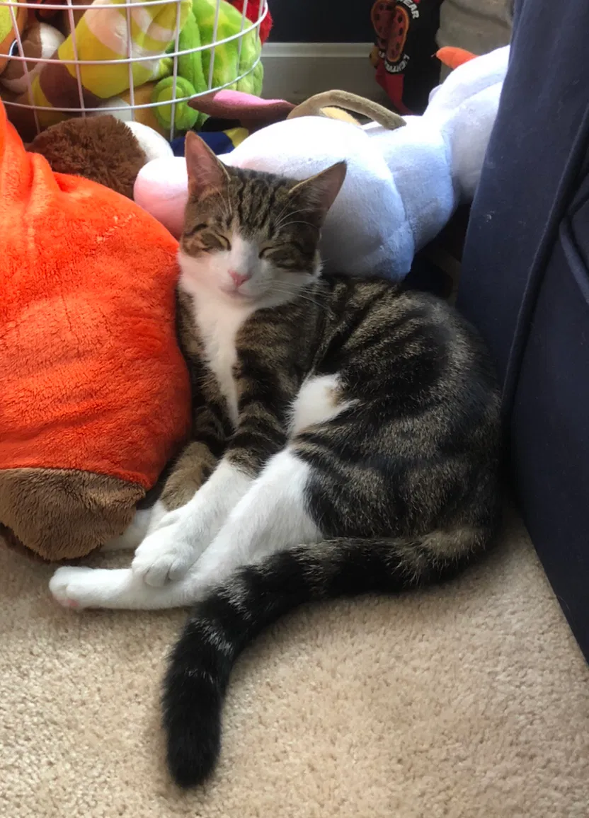 Lost cat in Lebanon, PA, 17042