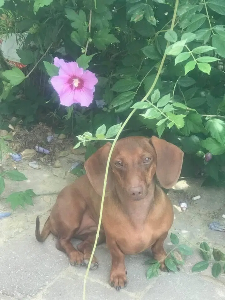 Lost dog in Lapeer, MI, 48446