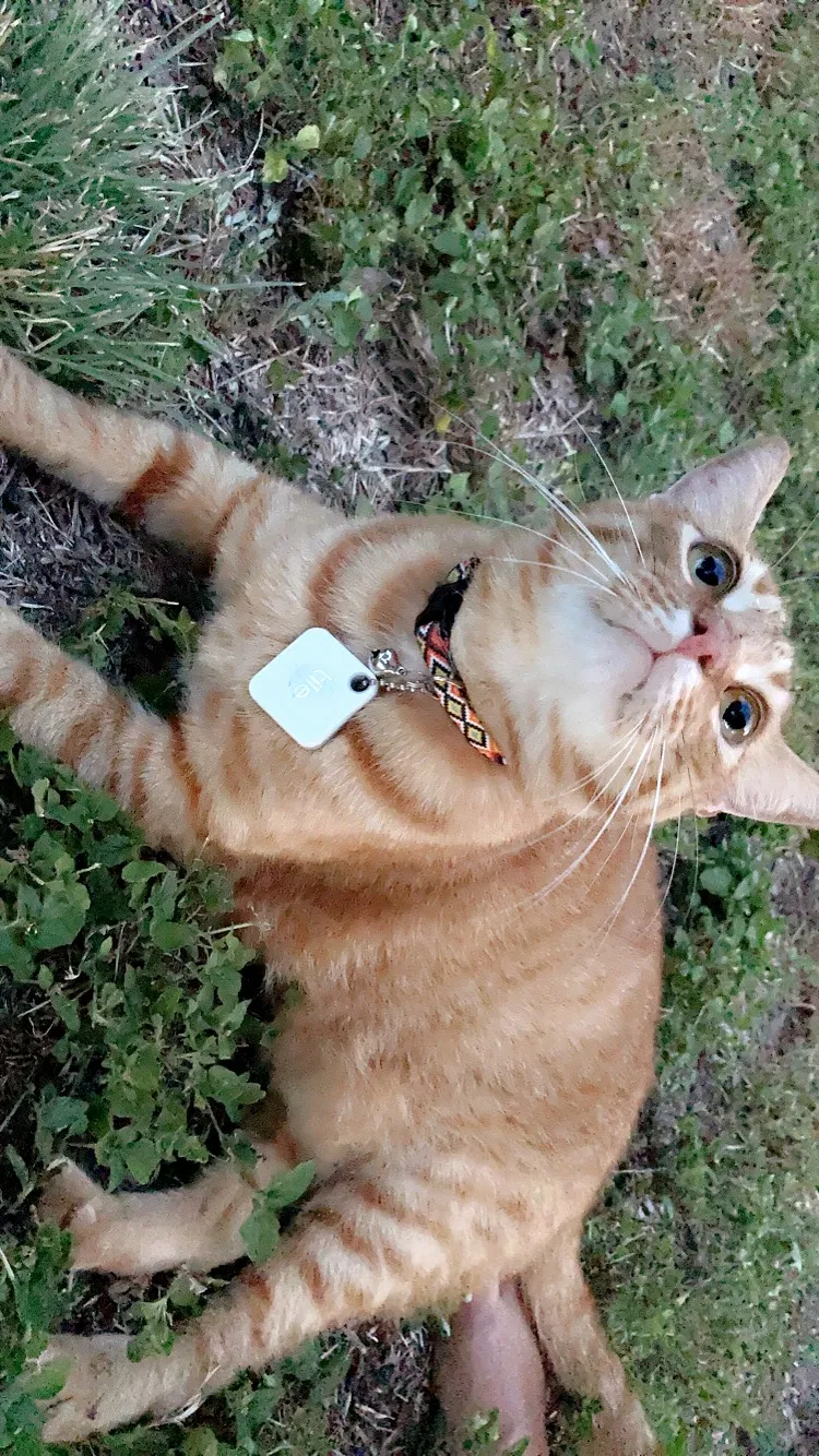 Lost cat in Corpus Christi, TX, 78418