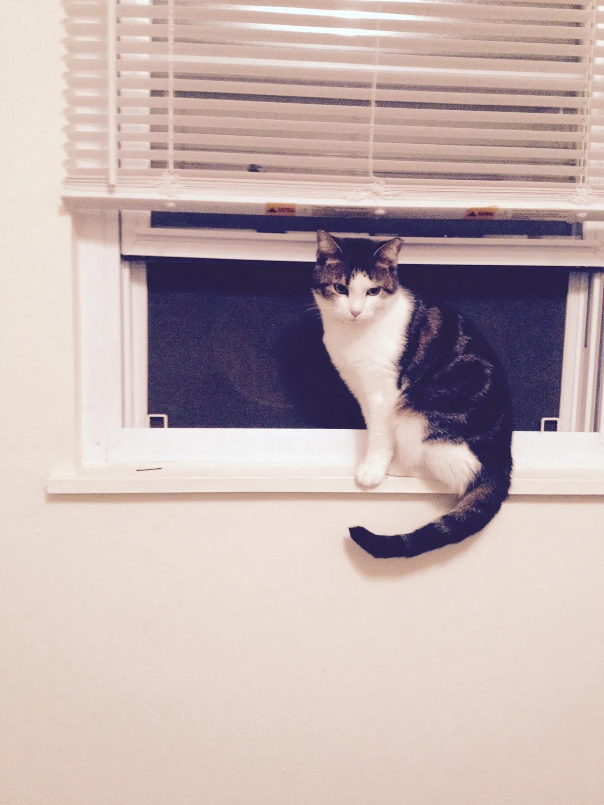 Lost cat in Asheville, NC, 28804