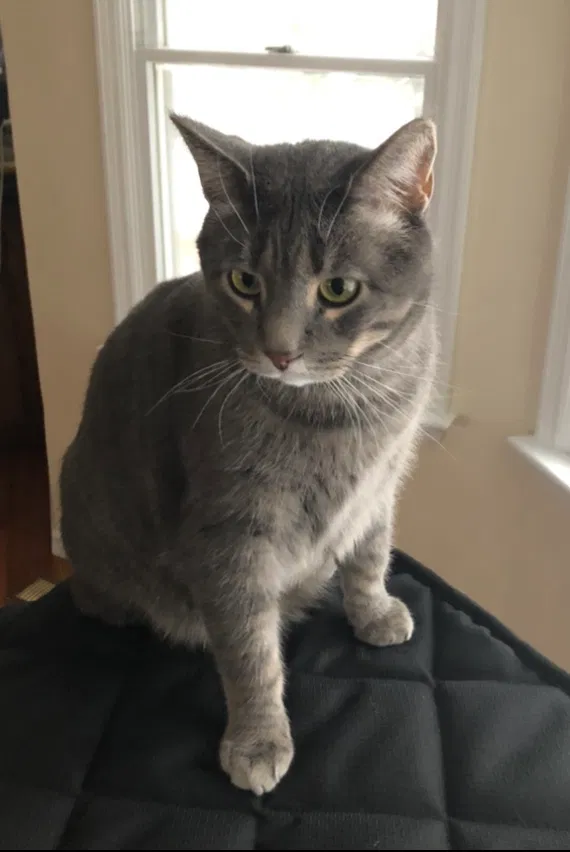 Lost cat in Ballwin, MO, 63021