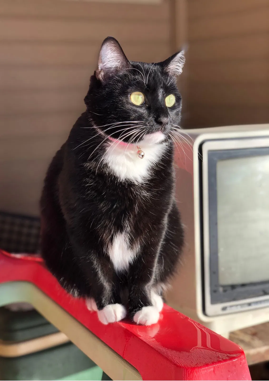 Lost cat in Louisville, CO, 80027
