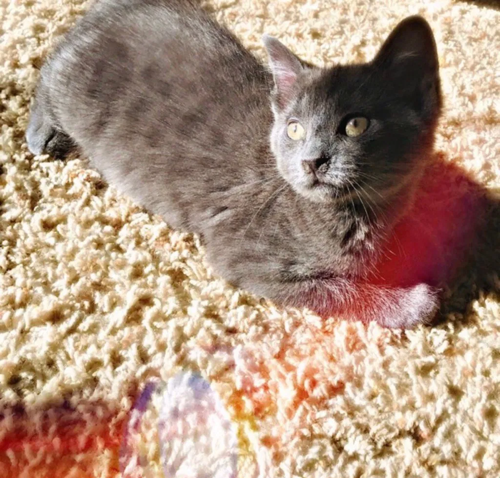 Lost cat in Washougal, WA, 98671