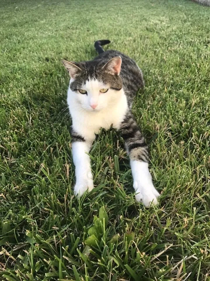 Lost cat in Navarre, FL, 32566