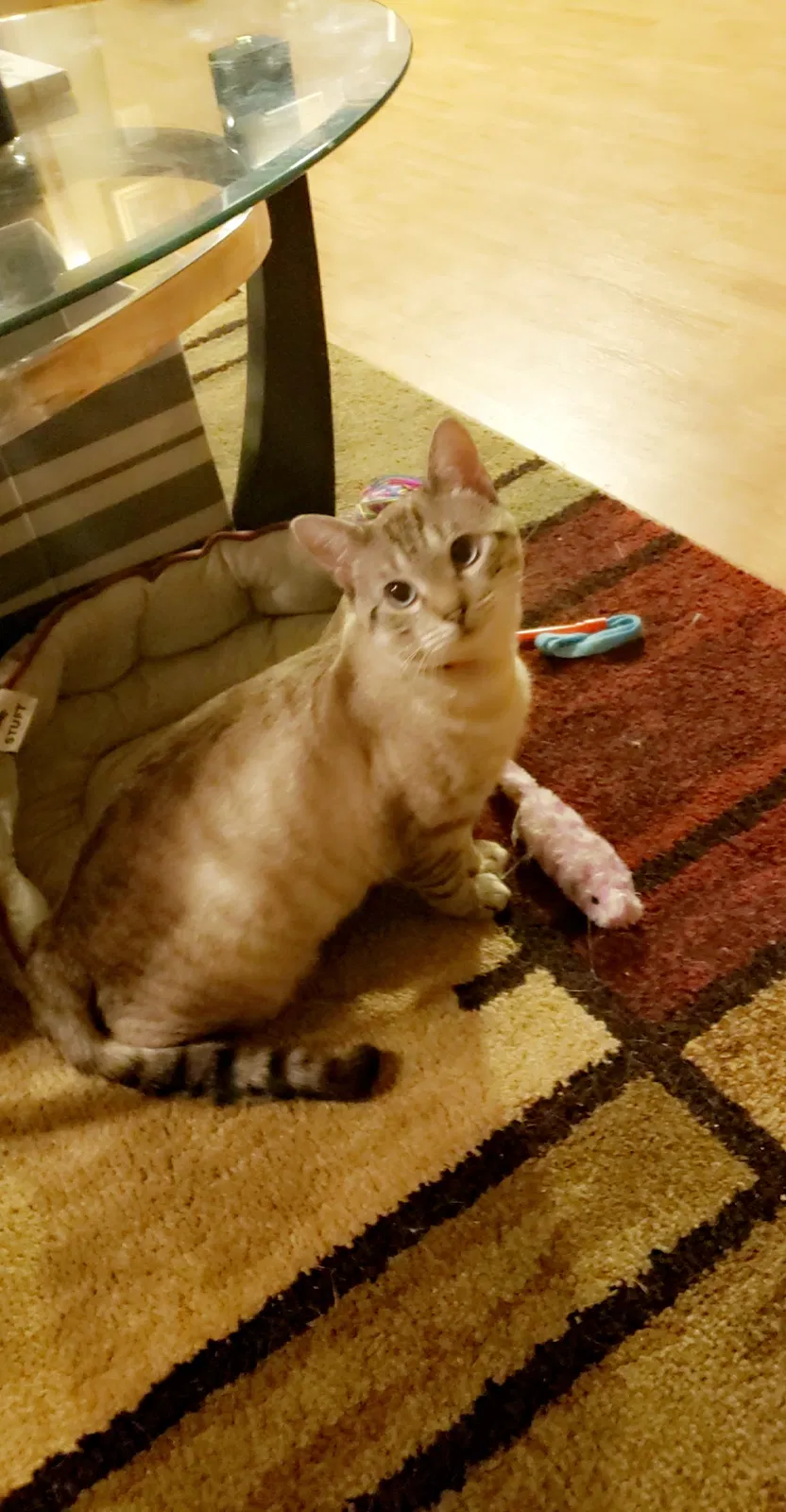 Lost cat in Lenoir, NC, 28645