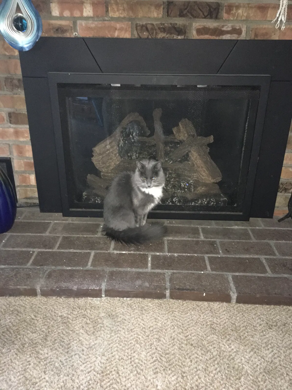 Lost cat in South Bend, IN, 46637