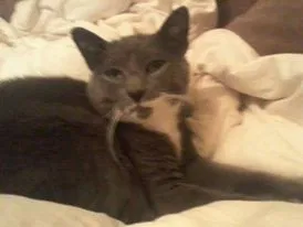 Lost cat in Spartanburg, SC, 29301