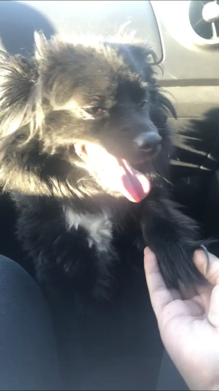Lost dog in La Puente, CA, 91744
