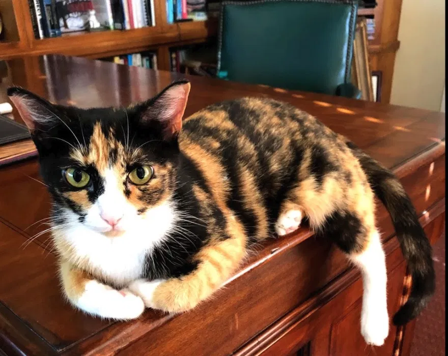 Lost cat in San Diego, CA, 92130