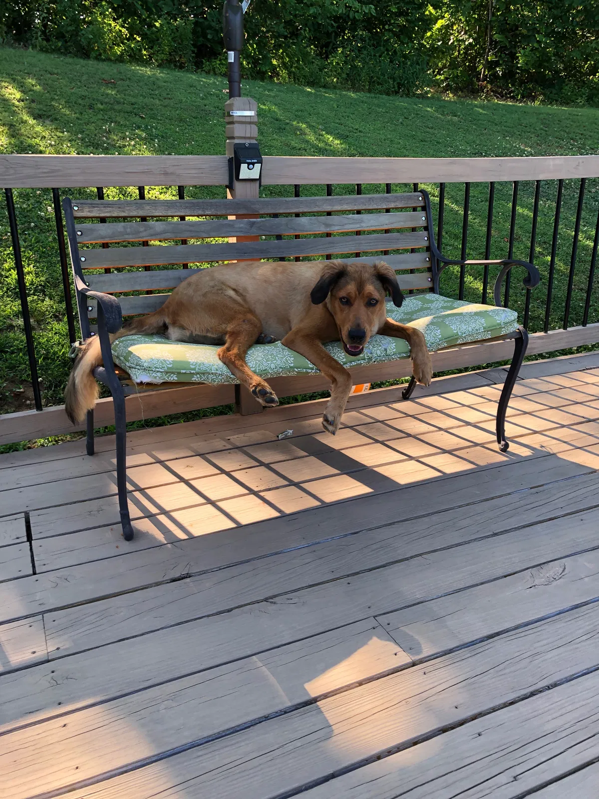 Lost dog in Wheelersburg, OH, 45694