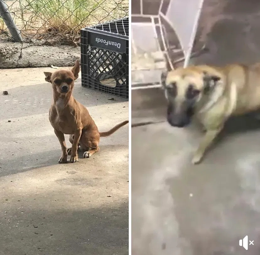 Lost dog in Laredo, TX, 78046