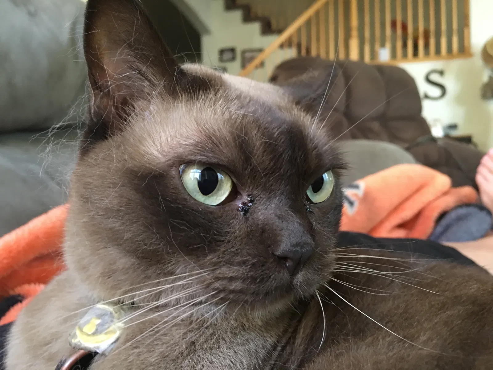 Lost cat in Rocklin, CA, 95765