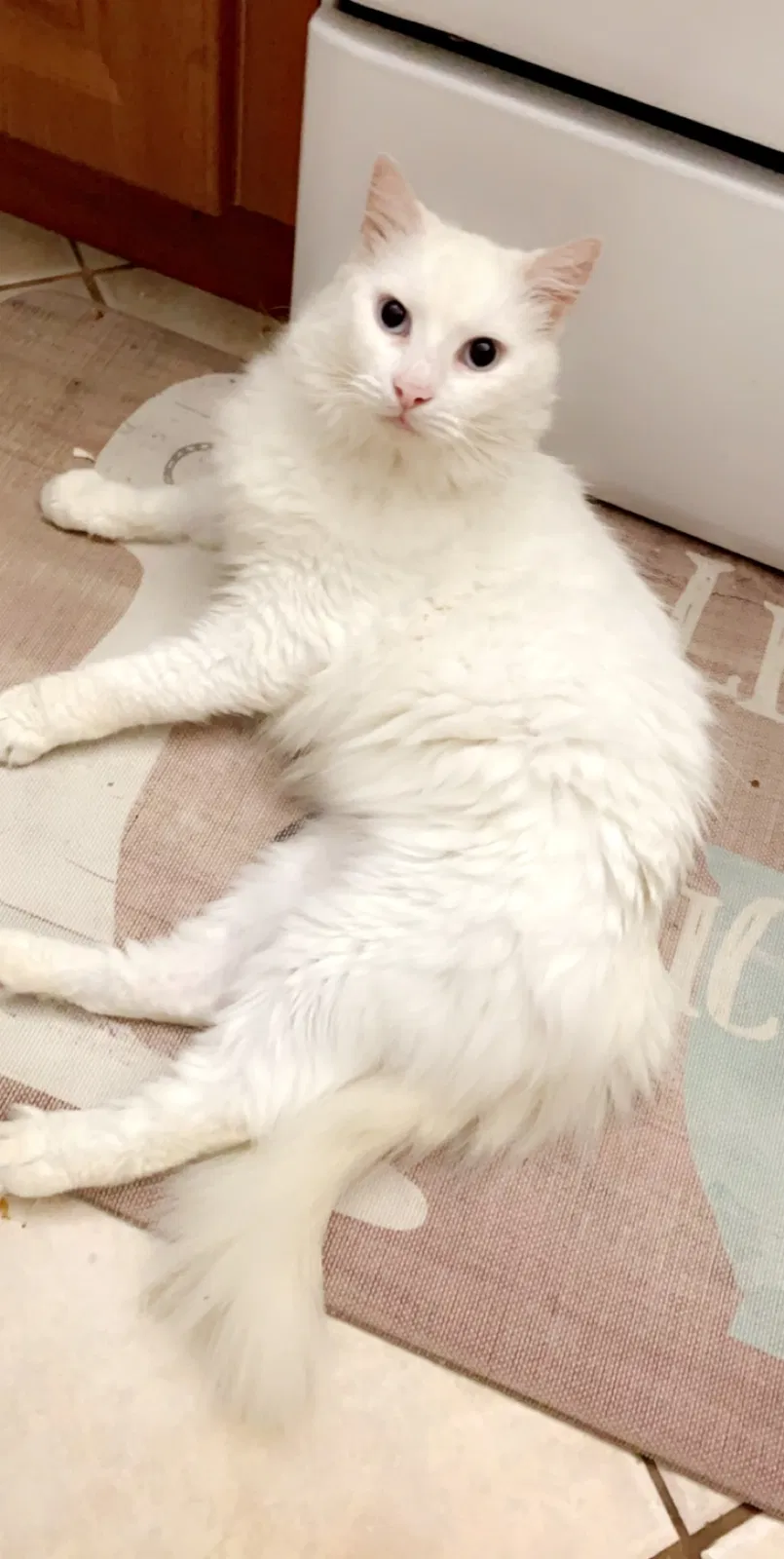 Lost cat in Port Saint Lucie, FL, 34953