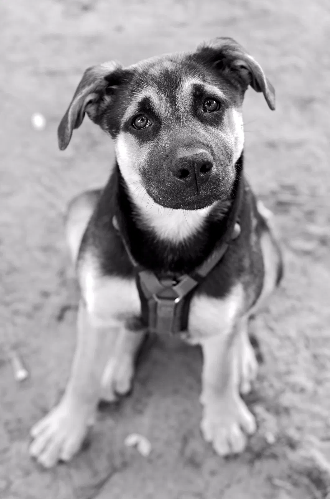 Lost dog in Tulsa, OK, 74103
