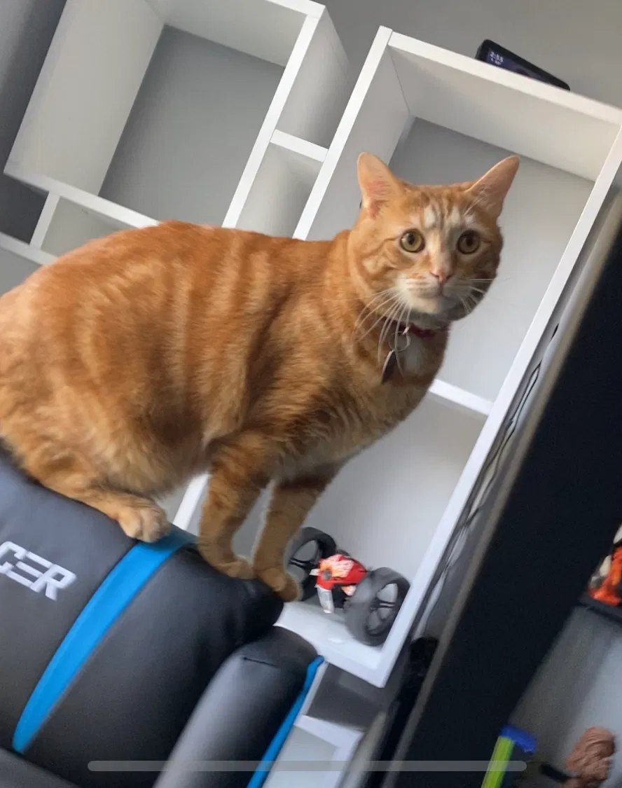 Lost cat in Mount Holly, NC, 28120