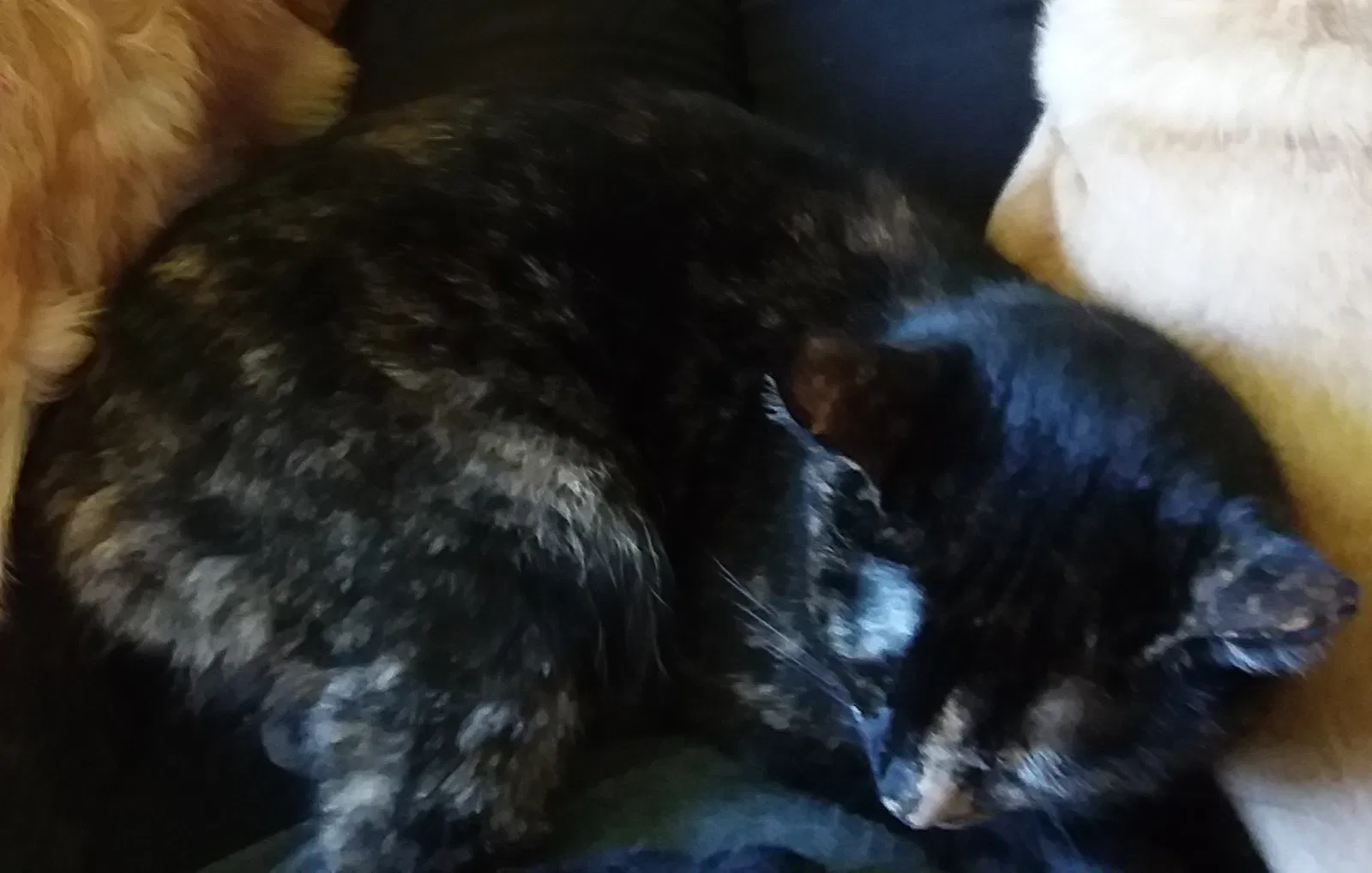 Lost cat in Forest Lake, MN, 55025