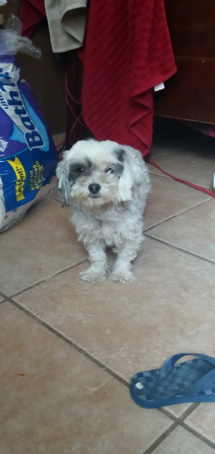 Lost dog in Phoenix, AZ, 85031