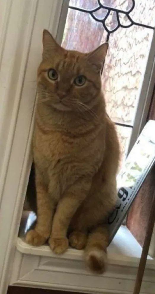 Lost cat in Colleyville, TX, 76034