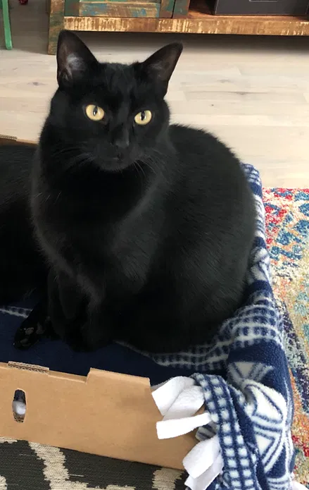Lost cat in Appleton, WI, 54915