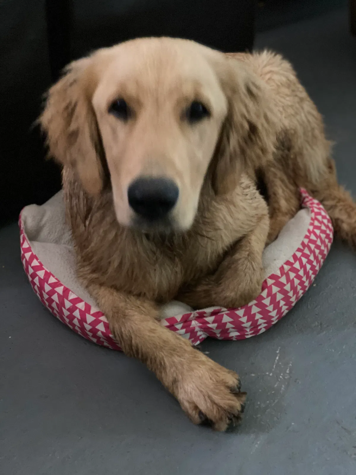 Lost dog in Joelton, TN, 37080
