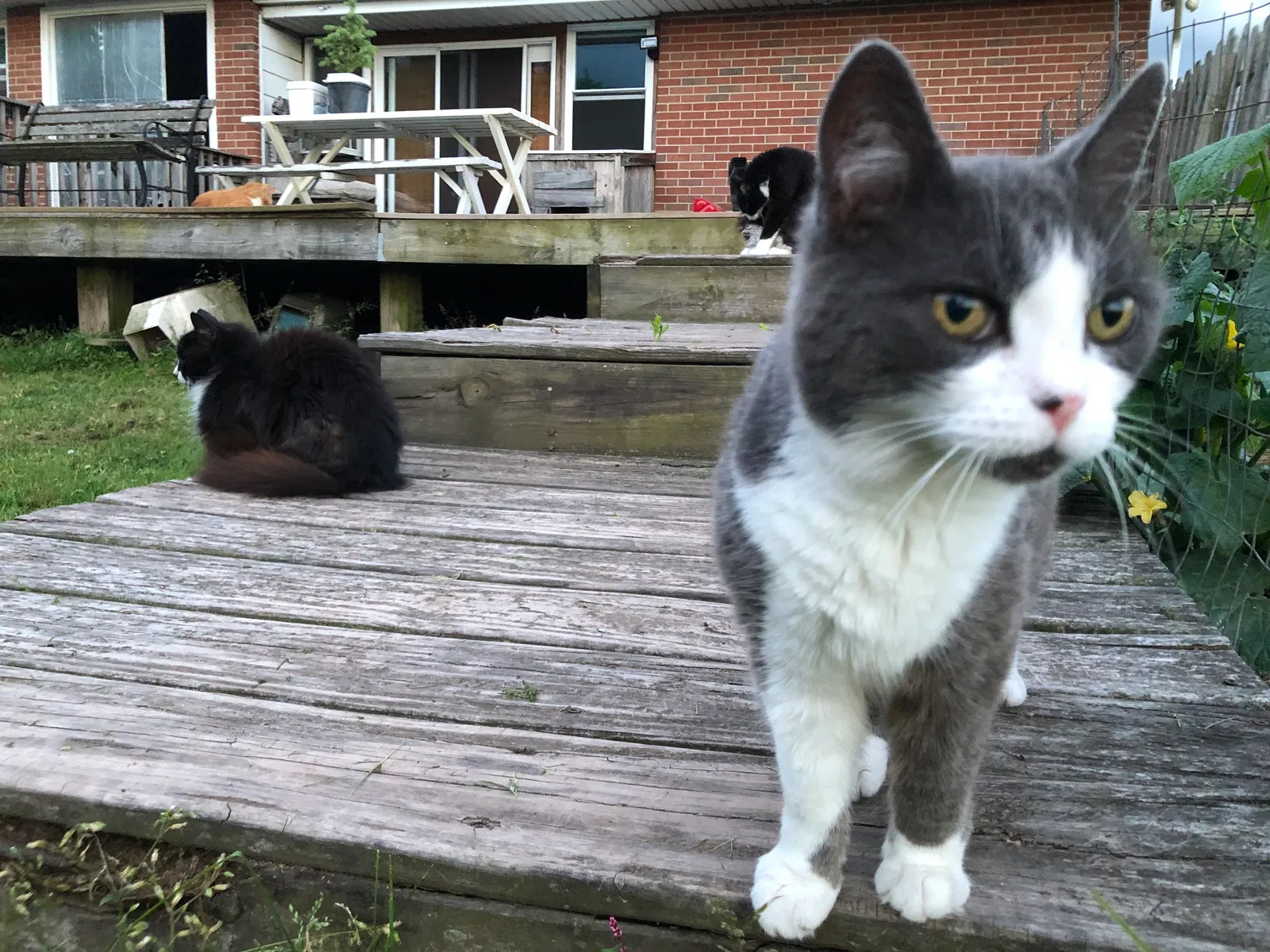 Lost cat in Schwenksville, PA, 19473