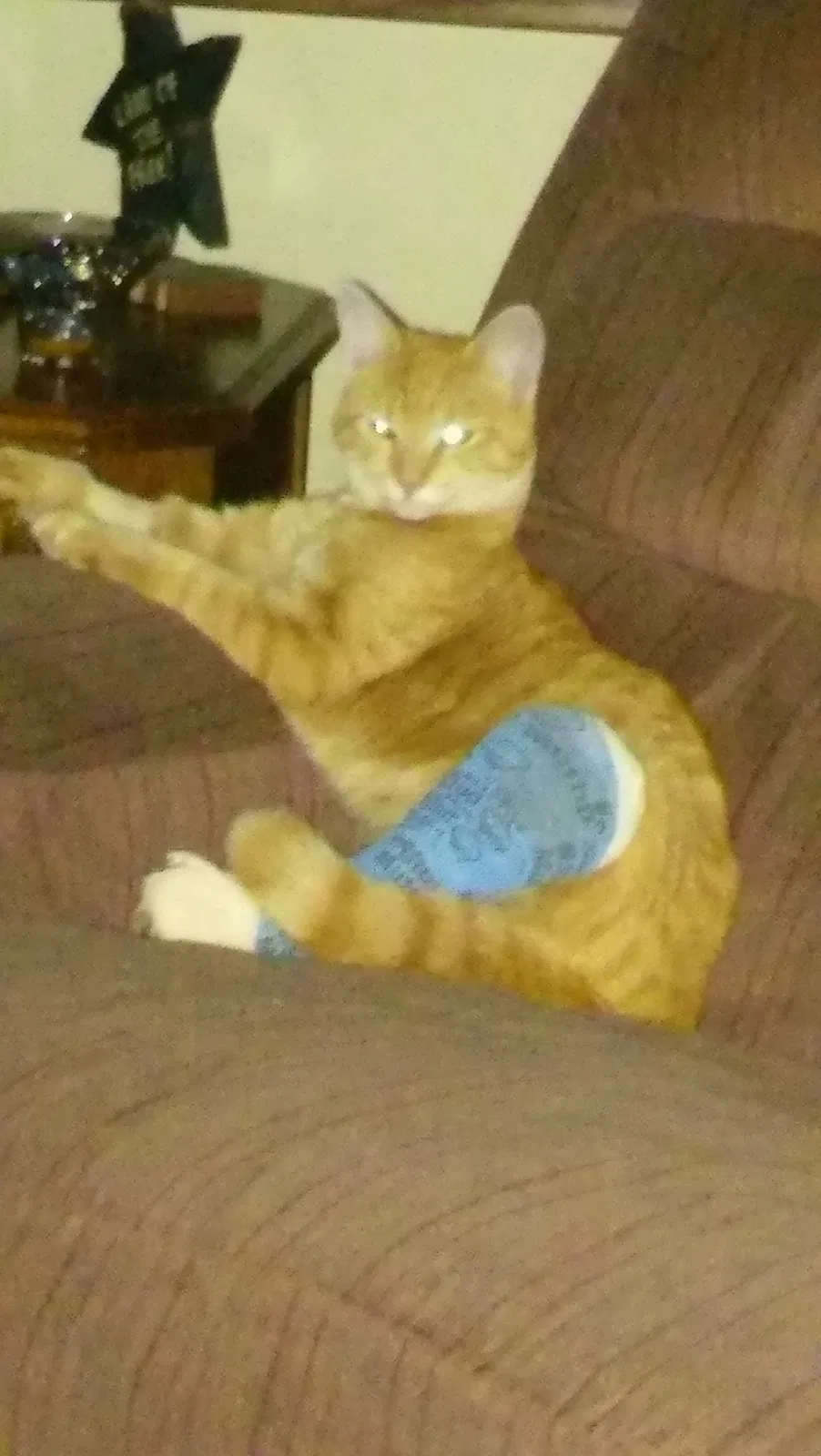 Lost cat in Harrisburg, PA, 17111