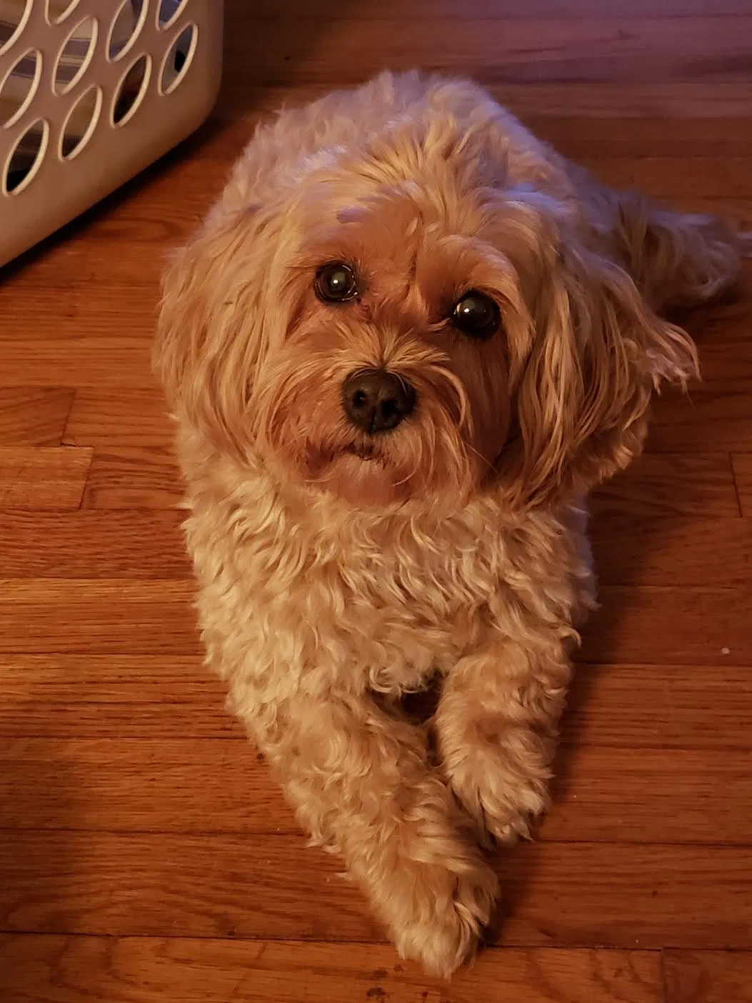 Lost dog in Grand Rapids, MI, 49544