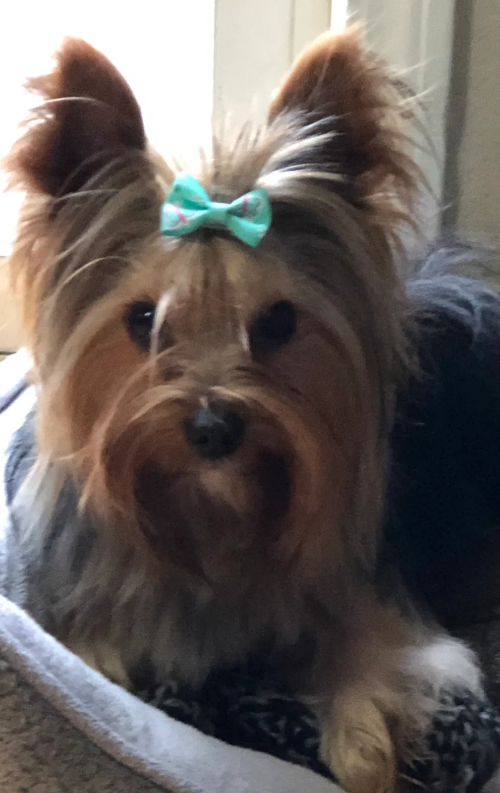 Lost dog in Battle Ground, WA, 98604