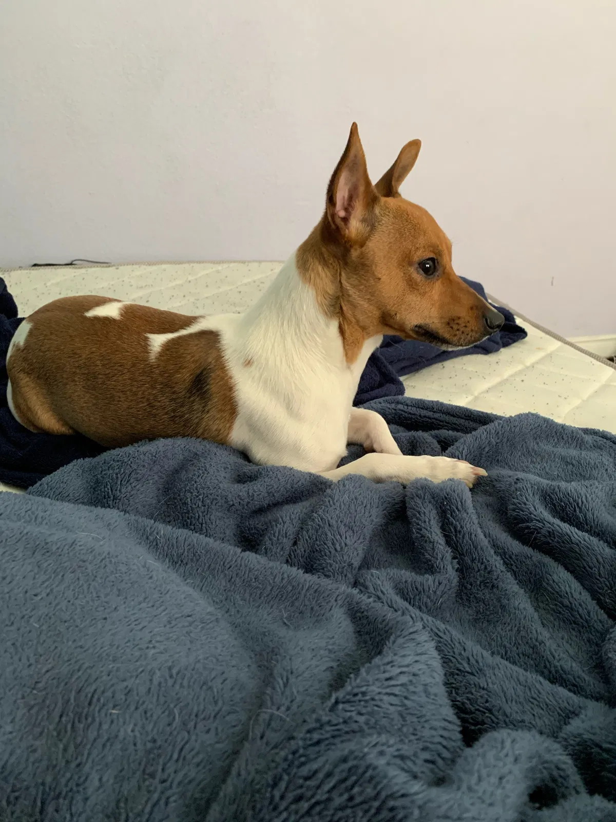 Lost dog in Denver, CO, 80228