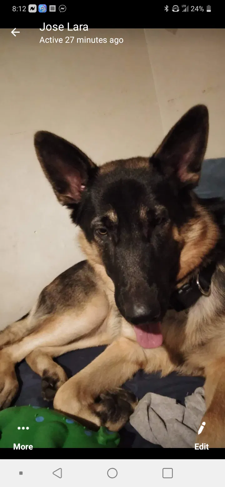 Lost dog in Corona, CA, 92880