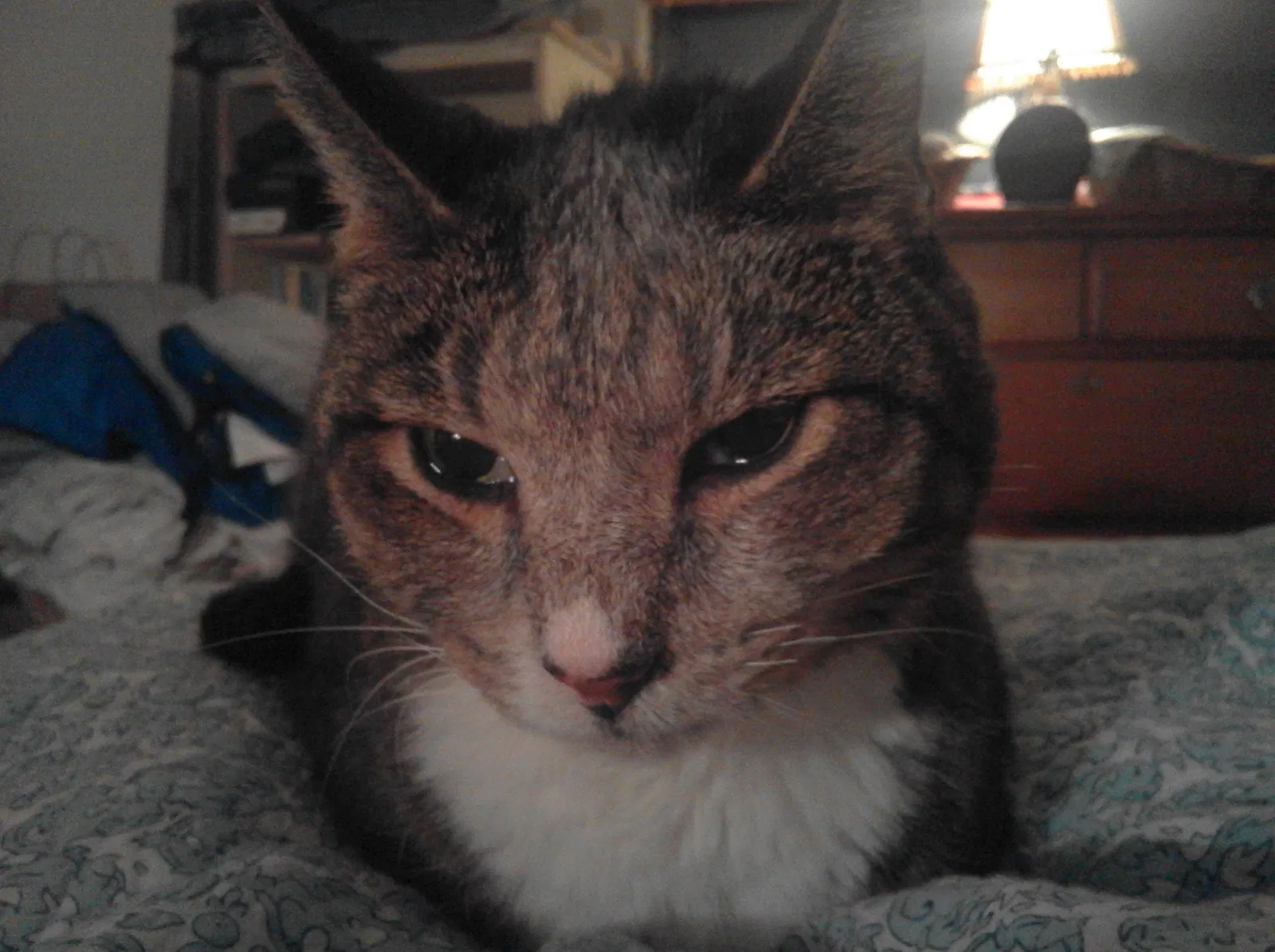 Lost cat in Shrewsbury, MA, 1545