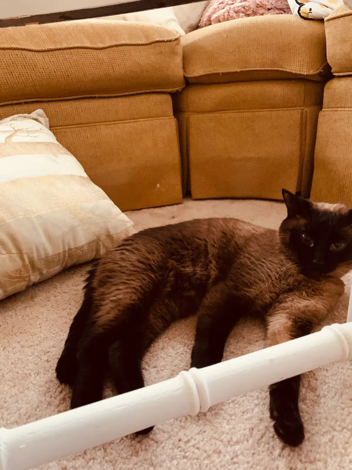 Lost cat in Chicago, IL, 60609