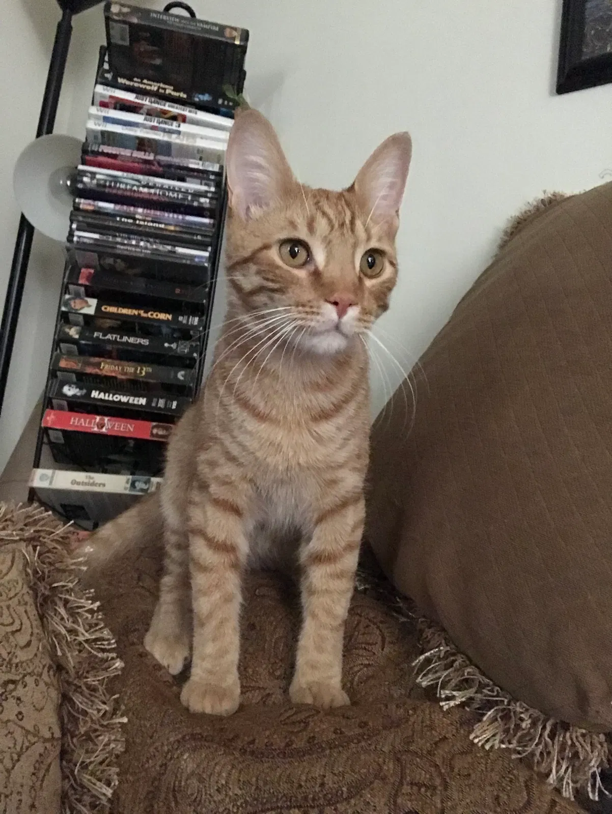 Lost cat in Feasterville Trevose, PA, 19053
