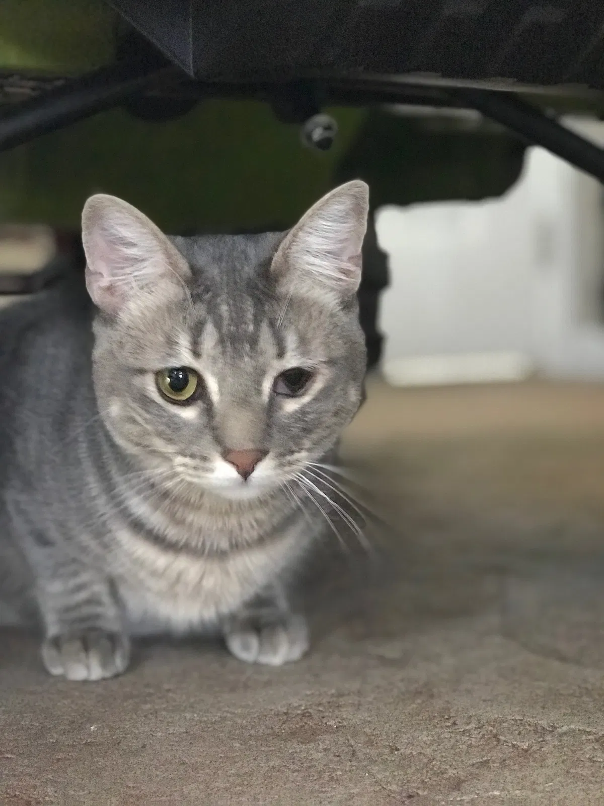 Lost cat in Sparks, NV, 89436